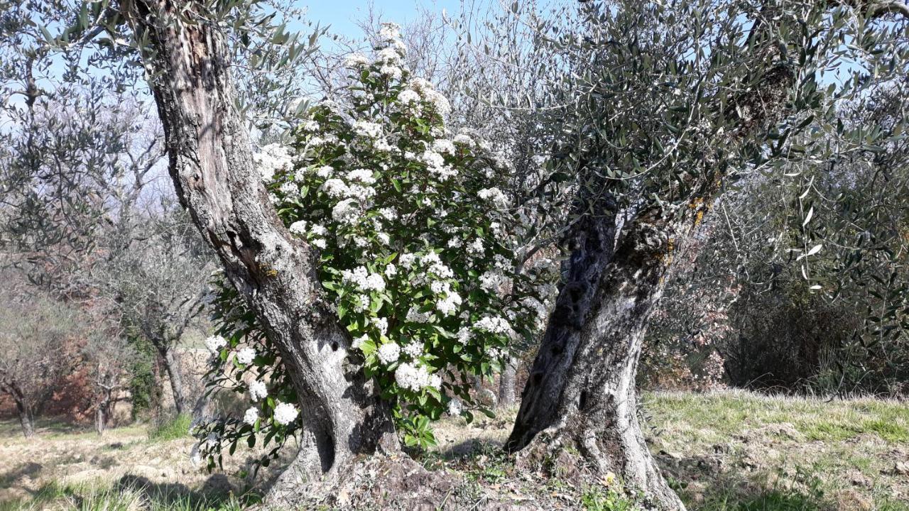 Tenuta Colverano Montefalco Kültér fotó